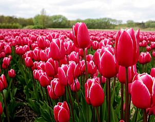 Unterkunft 4503155 - Ferienhaus Noordzeekust - Vakantiehuis Sommerhaus in ruhiger Lage mit privatem Garten 