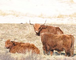 Schottische Hochlnder in der Nhe des Hauses der Familie Buis, Ferienhaus in Egmond aan Zee, Nordholland.