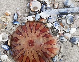 Guest house 4504127 - Holiday property Noordzeekust - Vakantiehuis Stuivezandeweg 6, N�he Strand