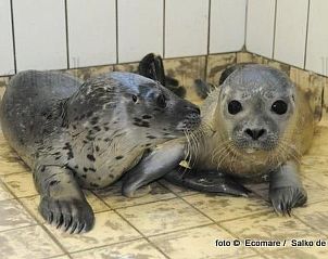 Guest house 4504134 - Holiday property Noordzeekust - Vakantiehuis Gem�tliches Ferienhaus De Blenck