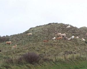 Guest house 4504134 - Holiday property Noordzeekust - Vakantiehuis Gem�tliches Ferienhaus De Blenck