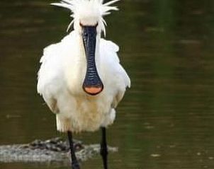 Guest house 4504134 - Holiday property Noordzeekust - Vakantiehuis Gem�tliches Ferienhaus De Blenck