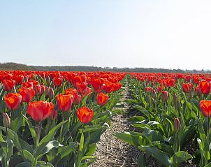Flowering tulips near Callantsduyne 22 Groote Keeten, vacation home in Callantsoog, North Holland.