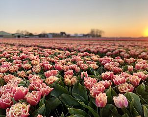 Tulpenvelden in de omgeving van Duinerei B301 Groote Keeten, Callantsoog.