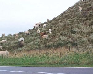 Unterkunft 4504149 - Ferienhaus Noordzeekust - Vakantiehuis Gemütlicher Bungalow für 4 Personen