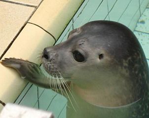 Unterkunft 4504149 - Ferienhaus Noordzeekust - Vakantiehuis Gemütlicher Bungalow für 4 Personen