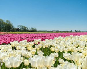 Guest house 4504150 - Holiday property Noordzeekust - Vakantiehuis Ferienbungalow Abbes mit Garten und Terrasse