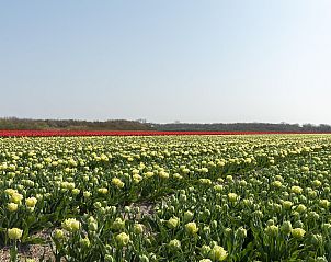 Flowering tulip fields near Beach Life 103 Groote Keeten vacation home in Callantsoog.