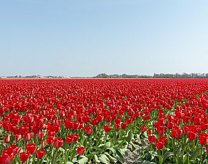 Schne Tulpenfelder rund um Wijde Blick 103 Callantsoog, Ferienhaus an der Nordseekste, Nordholland.