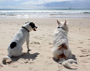 Hunde genieen den Strand bei Wijde Blick 103 Callantsoog, Ferienhaus an der Nordseekste, Nordholland.