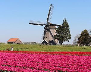 Traditional windmill and tulip fields near Wijde Blick 205 Callantsoog, North Holland.