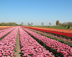 Flowering tulip fields near Wijde Blick 307 Callantsoog, vacation home on the North Sea coast, North Holland.