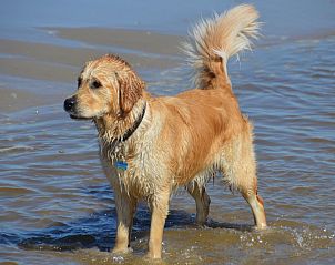Dog enjoys the sea at Wijde Blick 307 Callantsoog, vacation home in Callantsoog, North Holland.
