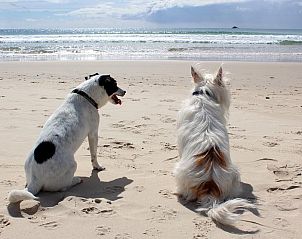 Dogs on the beach at Wijde Blick 311 Callantsoog, vacation home in Callantsoog, North Holland.