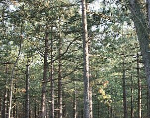 Guest house 4504170 - Holiday property Noordzeekust - Vakantiehuis de Korre 2 in Callantsoog