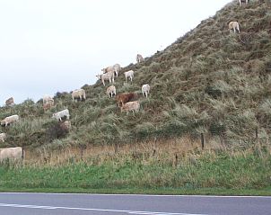 Guest house 4504176 - Holiday property Noordzeekust - Vakantiehuis 