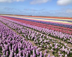 Guest house 4504176 - Holiday property Noordzeekust - Vakantiehuis 