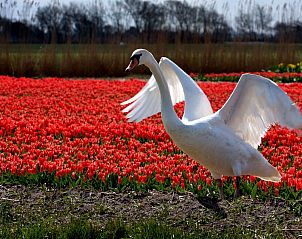 Guest house 4504176 - Holiday property Noordzeekust - Vakantiehuis 