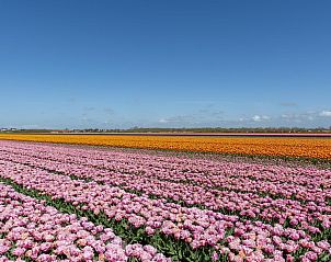 Tulpenvelden in de buurt van Stuijvezandeweg 7Z Callantsoog vakantiehuis aan de Noordzeekust Noord-Holland.