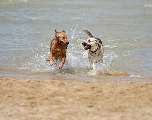 Dogs playing in the sea at Callantsoog, near Wijde Blick 206, vacation home on the North Sea coast.