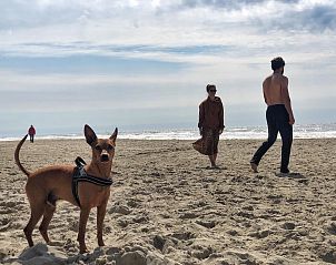 Dog on the beach at Beach Apartment 08 Callantsoog on the North Sea coast.