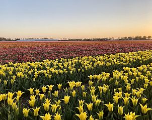 Flowering tulip fields near Beach Apartment 35 Callantsoog, North Holland.