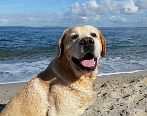 Happy dog on the beach at Beach Apartment 35 Callantsoog, North Sea coast.