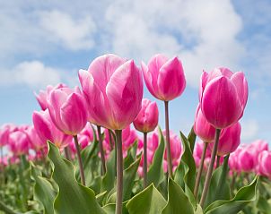 Flowering tulip fields at The Bunker Callantsoog, vacation home in Callantsoog, North Sea coast, North Holland.