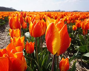 Flowering tulip fields near Wijde Blick 212 Callantsoog, North Holland.