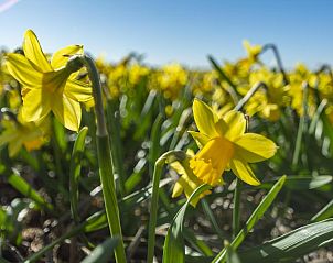 Unterkunft 4504265 - Ferienhaus Noordzeekust - Dorpsplein 4B