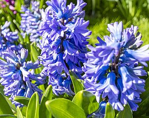 Guest house 4504266 - Holiday property Noordzeekust - Callantsduyne 21