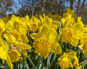 Guest house 4504266 - Holiday property Noordzeekust - Callantsduyne 21