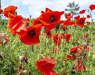 Guest house 4504280 - Holiday property Noordzeekust - Callantsduyne 22