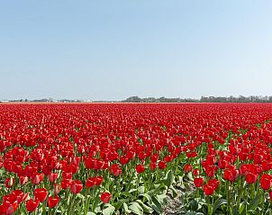 Guest house 4504332 - Holiday property Noordzeekust - Garnekuul 81