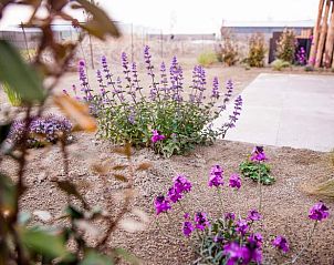 Free-roaming chickens in the garden of Holiday home in Callantsoog, North Sea coast, North Holland for a rural atmosphere.
