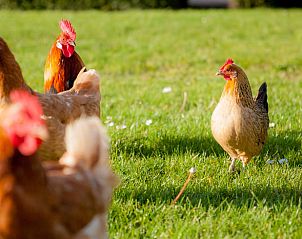 Hot tub in the garden of Holiday home in Callantsoog, North Sea coast, North Holland for ultimate relaxation.