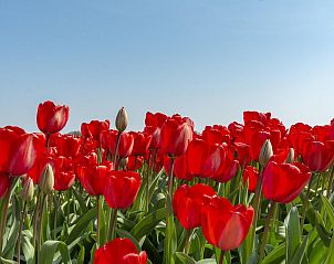 Unterkunft 4504363 - Ferienhaus Noordzeekust - Garnekuul 26