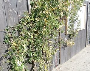 Verblijf 4504398 - Vakantiewoning Noordzeekust - De Duinroos in centrum Callantsoog