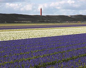 Dnenlandschaft am NH096 Ferienhaus Callantsoog, Nordseekste Nord-Holland