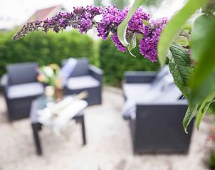 Flowering plant on the terrace of Holiday home in Callantsoog, North Sea coast, North Holland.