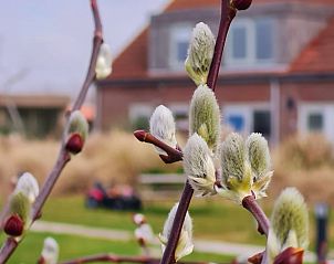 Blooming nature around Cottage in Callantsoog, vacation home on the North Sea coast in North Holland.
