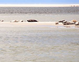 Seal spotting near Cottage in Callantsoog, vacation home on the North Sea coast in North Holland.