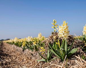 Flowering hyacinth fields around Cottage in Callantsoog, vacation home on the North Sea coast in North Holland.