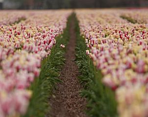 Vast tulip fields near Cottage in Callantsoog, vacation home on the North Sea coast in North Holland.