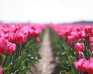 Brightly colored tulips near Cottage in Callantsoog, vacation home on the North Sea coast in North Holland.