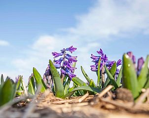 Hyacinths in bloom around Cottage in Callantsoog, vacation home on the North Sea coast in North Holland.