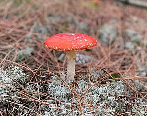 Buitenruimte met picknicktafel bij NH137 vakantiehuis in Groet, Noord-Holland.