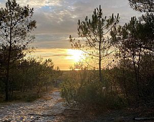 Bloeiende heide in de buurt van NH137 vakantiehuis, Groet, Noord-Holland.