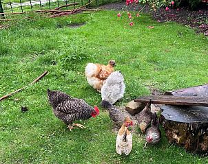 Zeester op het strand bij NH137 vakantiehuis, Groet, Noord-Holland.