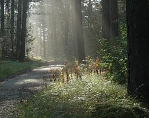Bosrijk wandelpad nabij Vakantiehuis in Groet, Noordzeekust, Noord-Holland
